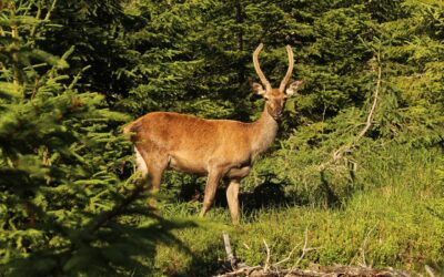 Objevte klenot Šumavy: Soumarský most a rašeliniště